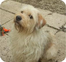westie golden retriever mix