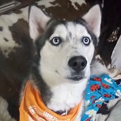 Photo of Kobe
