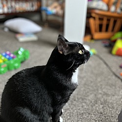 Photo of Mushu