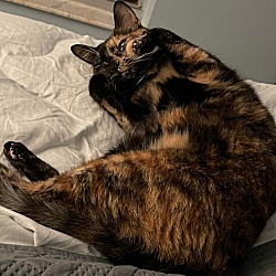 Thumbnail photo of Luna the Tortie #3