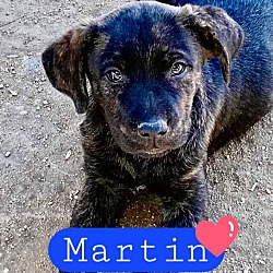 Photo of Martin