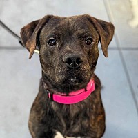 adopt a pet