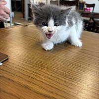 adopt a pet