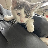 adopt a pet