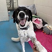 adopt a pet