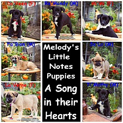 Thumbnail photo of The Little Note Puppies #1