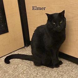 Thumbnail photo of Elmer #4