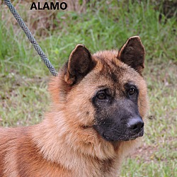 Photo of Alamo