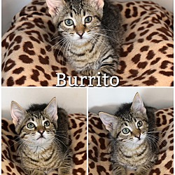 Photo of Burrito