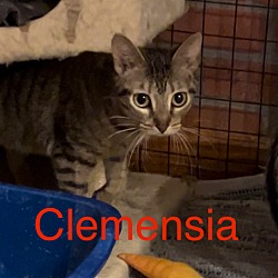 Photo of Clemensia