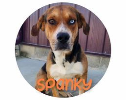 Thumbnail photo of Spanky #2