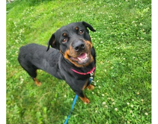 Hudson, NY - Rottweiler/Mixed Breed (Medium). Meet Sugar a Pet for ...