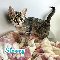 Thumbnail photo of Stormy #2