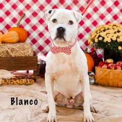 Thumbnail photo of Blanco #2