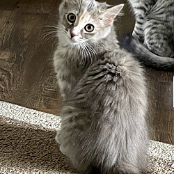 bonded pet photo
