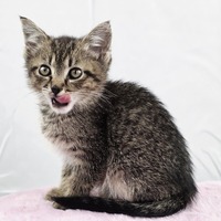 adopt-pet