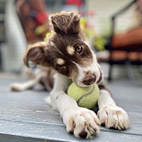 adopt a pet