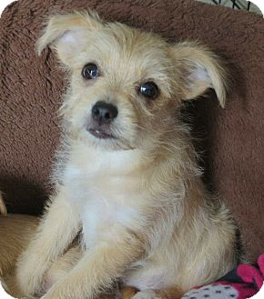 Fort Wayne, IN - Cairn Terrier. Meet Courtney a Pet for ...