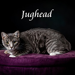 Thumbnail photo of Jughead #4