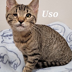 Photo of Buttons (Uso)