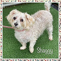 Photo of Shaggy | ADOPTION PENDING