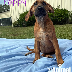 Thumbnail photo of Poppy #2