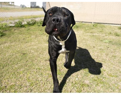 Phoenix, AZ - Mastiff. Meet BEAU a Pet for Adoption - AdoptaPet.com