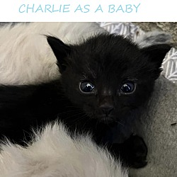 Thumbnail photo of CHARLIE #4