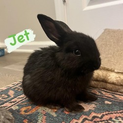 Photo of Jet