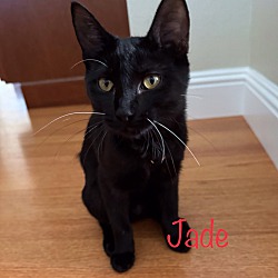 Thumbnail photo of Jade #1