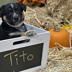 Thumbnail photo of Tito #4