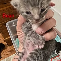 Adopt A Pet :: Bean - Leonardtown, MD