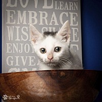 adopt a pet