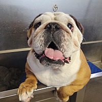 adopt a pet