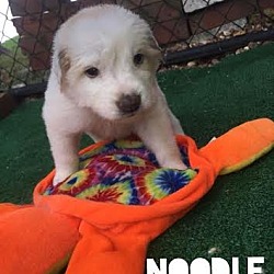 Thumbnail photo of Noodle #1