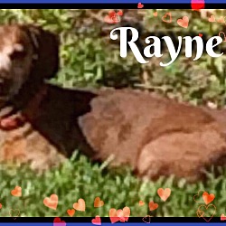 Thumbnail photo of Rayne #3