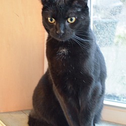 Thumbnail photo of Adopted! Lucas #2