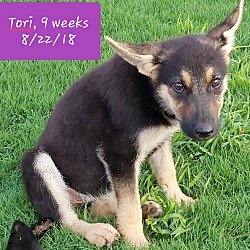 Thumbnail photo of Tori 💜 ADOPTED! #2