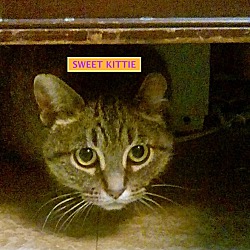 Thumbnail photo of SWEET KITTIE-adopted 3-13-19 #2