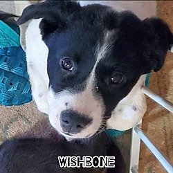 Thumbnail photo of Wishbone #1