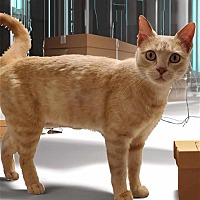adopt a pet