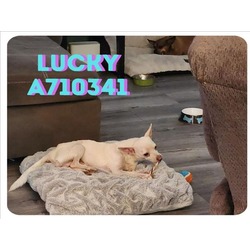Photo of LUCKY