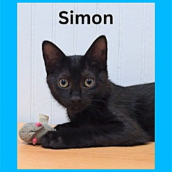 Thumbnail photo of Simon #1