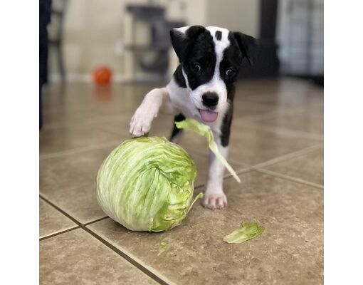 Phoenix, AZ - American Pit Bull Terrier/Australian Cattle Dog. Meet Sir ...