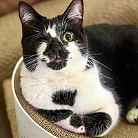 adopt a pet