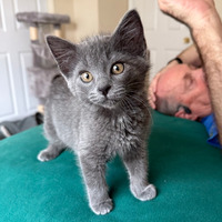 adopt a pet
