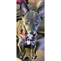 adopt a pet