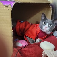 adopt a pet