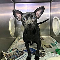 adopt a pet