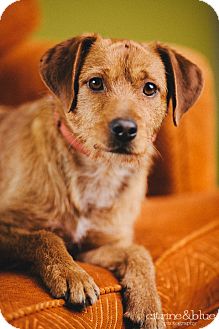 irish terrier chihuahua mix